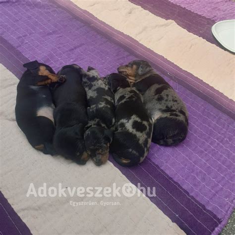 Egészségesen fejlődő kiskutyák