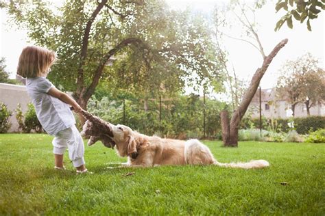 kutya és gyerek játszik