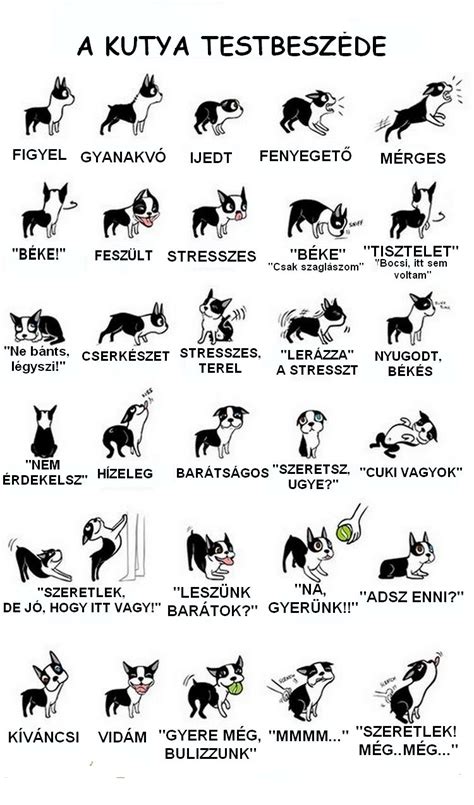 kutya testbeszéd jelei