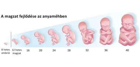 A terhesség heteinek idővonala