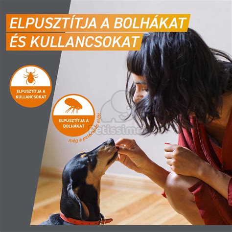 A bolha és kullancs életciklusa