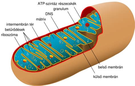 A mitokondriumok szerepe az energiatermelésben