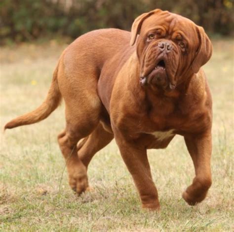 Bordeaux-i dog profilból