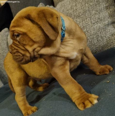Bordeaux-i dog kölykök