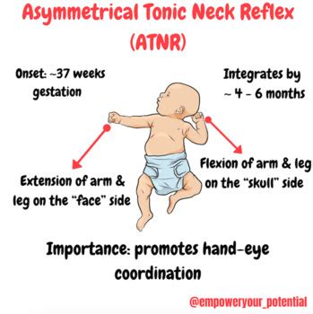 Az aszimmetrikus tónusos nyaki reflex (ATNR)