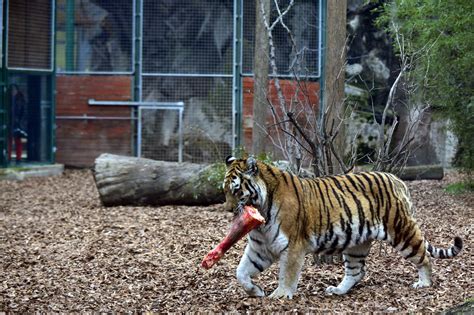 Tigris kifutója
