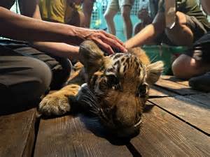 A Budapesti Állatkert tigris kölykei