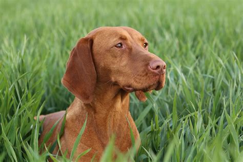Rövidszőrű magyar vizsla portré