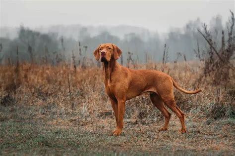Magyar vizsla etetési irányelvek