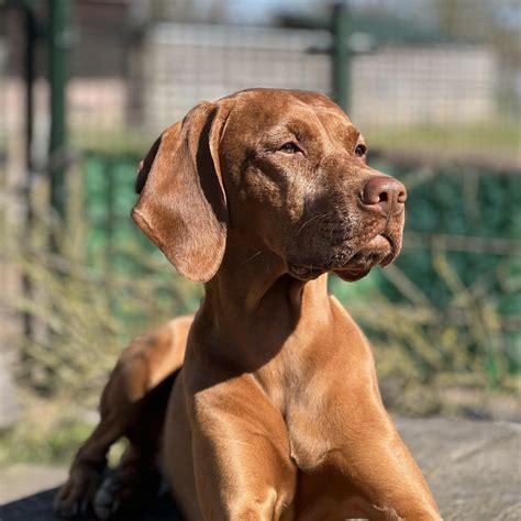 Vizsla játszik a természetben