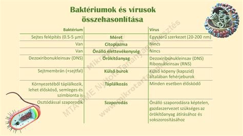 Baktériumok és vírusok
