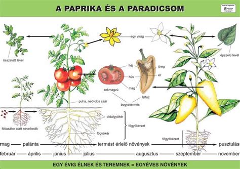 A paprika virágának felépítése és a beporzás folyamata