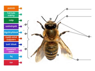 A méh elhelyezkedése a terhesség különböző szakaszaiban