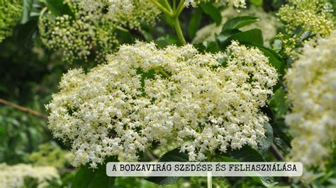 Bodzavirág
