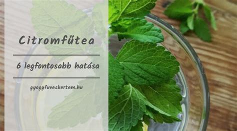 A citromfű tea jótékony hatásai infografika