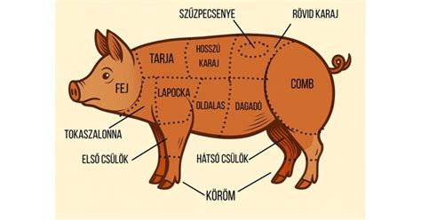 Sertés magzatkárosodás okai infografika
