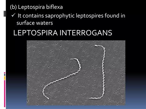 Leptospira okozta magzatkárosodás a sertésen belül