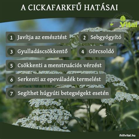 A cickafarkfű gyógyhatásai