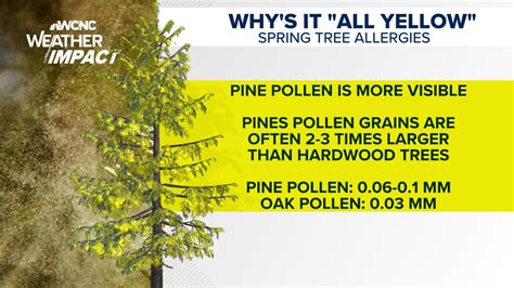 Pollen naptár infographic