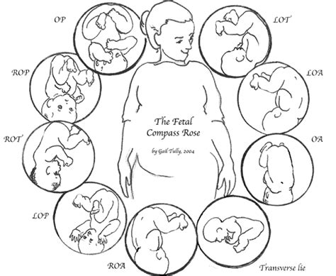 Belly mapping a baba pozíciójának ábrázolására