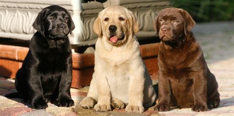 Labrador retriever kölyök játékokkal