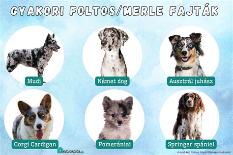 Cumi fajták és kialakításuk