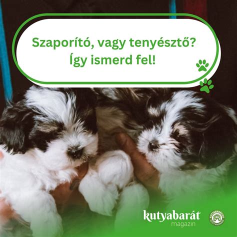 tenyésztő vs. szaporító összehasonlítás