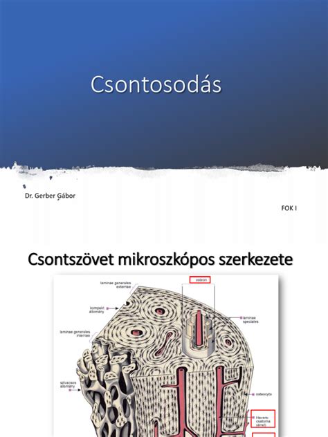 A csontosodás típusai: dezmális és enchondrális