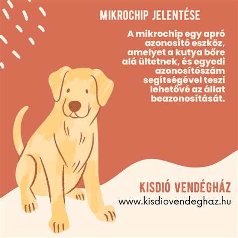 Kutya mikrochip beültetés