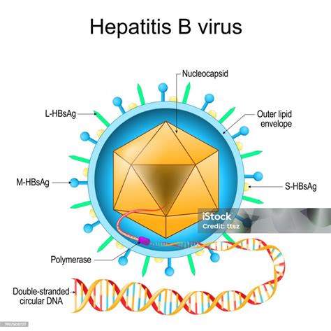 A hepatitis B vírus felépítése