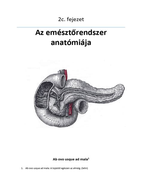 A nyelési folyamat anatómiája