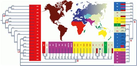 Maternal Haplogroup Phylogenetic Tree