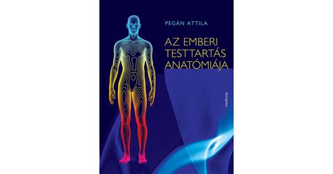 A gátizom anatómiája és a Kegel-gyakorlat