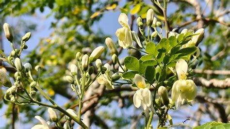 A moringa fa részei és felhasználásuk