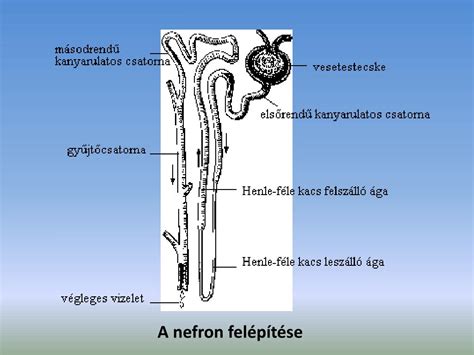 A húgyhólyag és húgycső anatómiája
