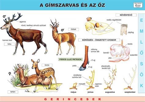 Az őz testfelépítése