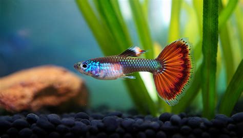 Guppik természetes élőhelyei Dél-Amerikában