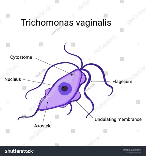 A Trichomonas vaginalis mikroszkópi képe