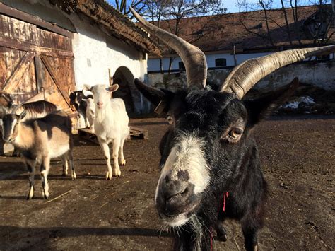 Kecskefarm