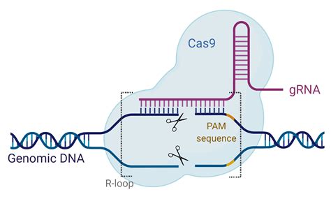 CRISPR-Cas9 génszerkesztés
