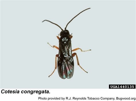 Cotesia congregata parazita darázs