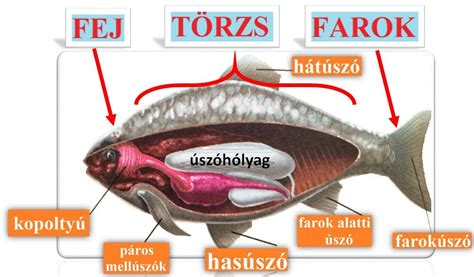 Halak és a környezet