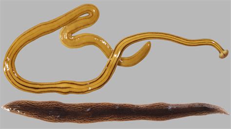 Diversibipalium multilineatum (Kalapácsfejű féreg)