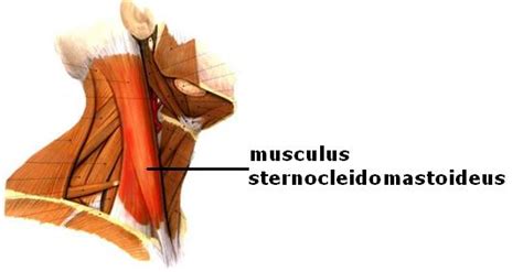 A fejbiccentő izom anatómiája