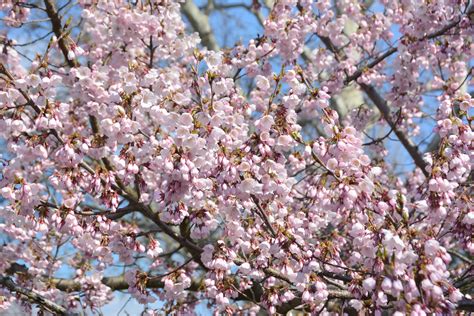 Cseresznyefa metszésének fontossága