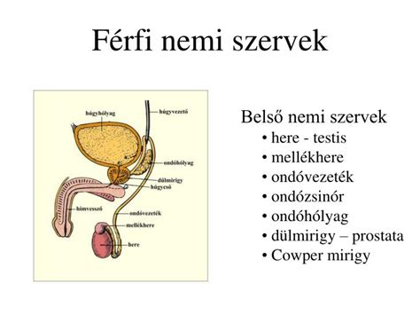 Férfi és női nemi szervek