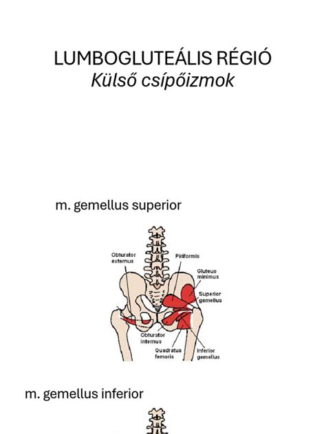 A lumbogluteális régió anatómiája
