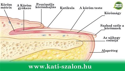 A haj és köröm felépítése, szerepe