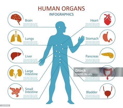 Az omphalocele bemutatása, ahol a hasi szervek egy tömlőben a testen kívül helyezkednek el.