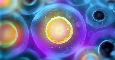 Az embrió fejlődésének fázisai az első trimeszterben ultrahangképeken.